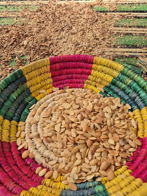 Tri des noix d'argan © Les petites expériences