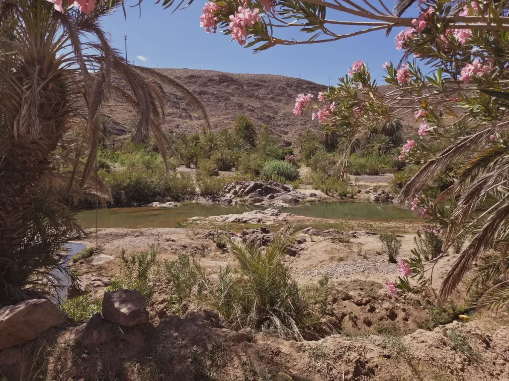 Oasis de Fint près de Ouarzazate : lauriers roses en fleurs, palmiers et bassin de l'oued