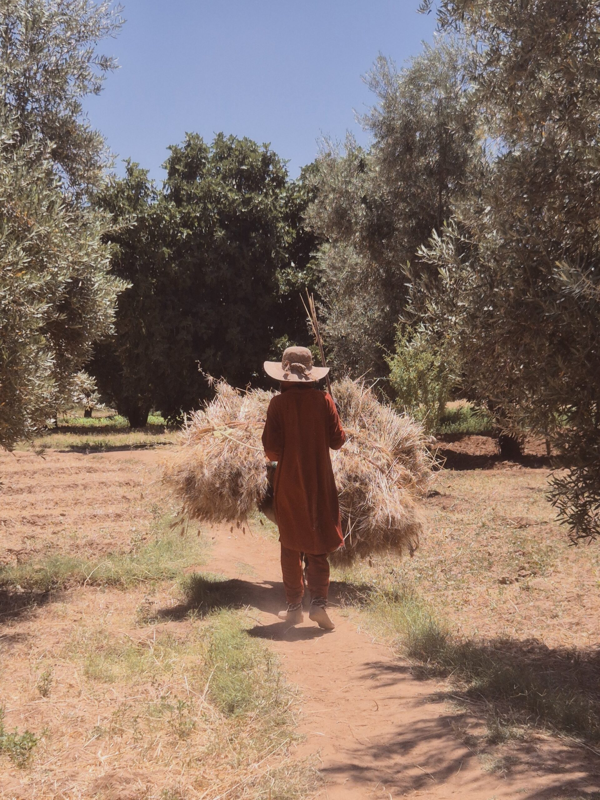 oasis-sidi-flah-habitante-gerbes-ble