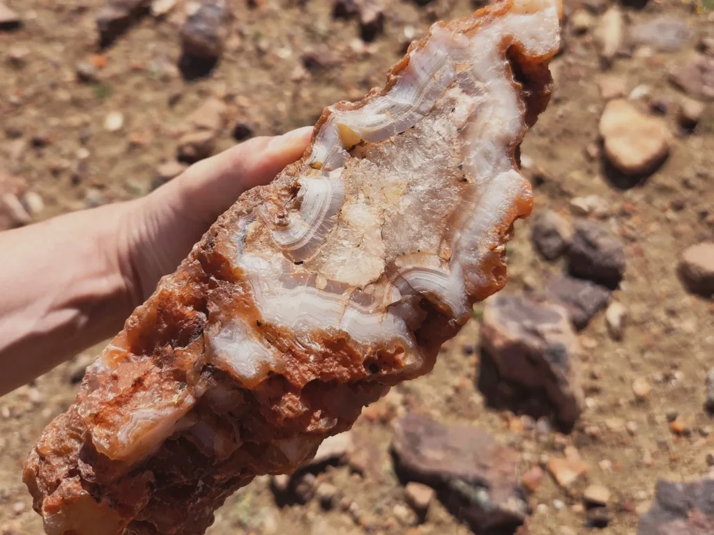 Agate rubanée orange et blanche tenue en main, trouvée pendant la randonnée des pierres précieuses à Ouarzazate.