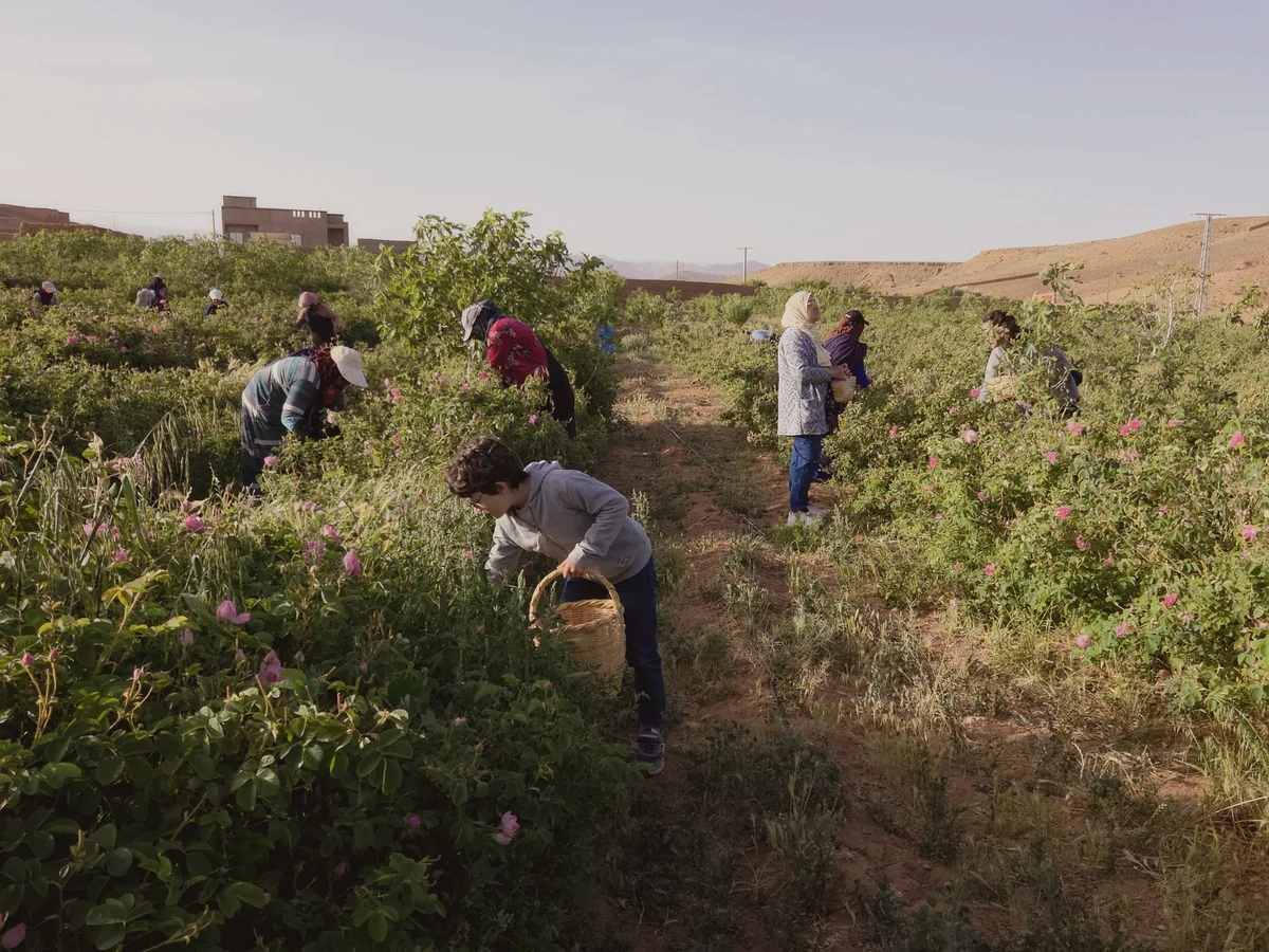 Un enfant remplit son panier de roses parmi les cueilleuses de la vallée des Roses, au pied des collines