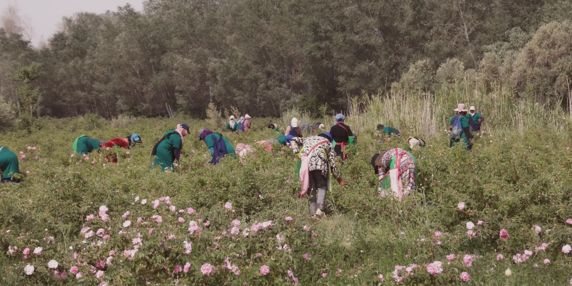 Femmes de la vallée des Roses cueillant la rose de Damas dans un champ en fleurs au printemps